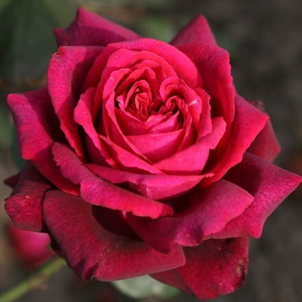 Rosa Royal Parfuma ('Kordiagraf') (PBR)
