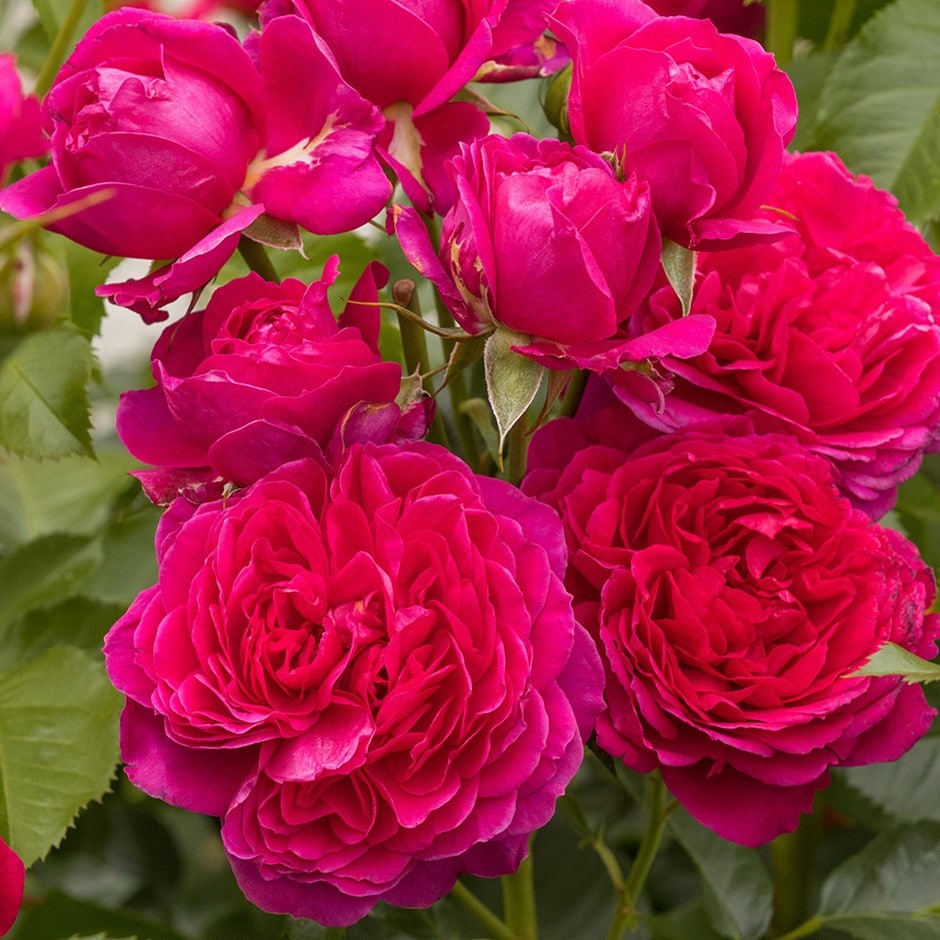 rose soul (modern shrub)