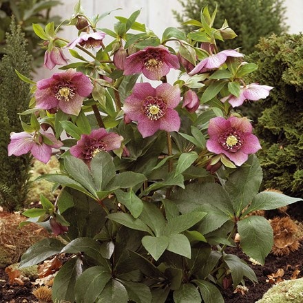 Helleborus × hybridus Tutu