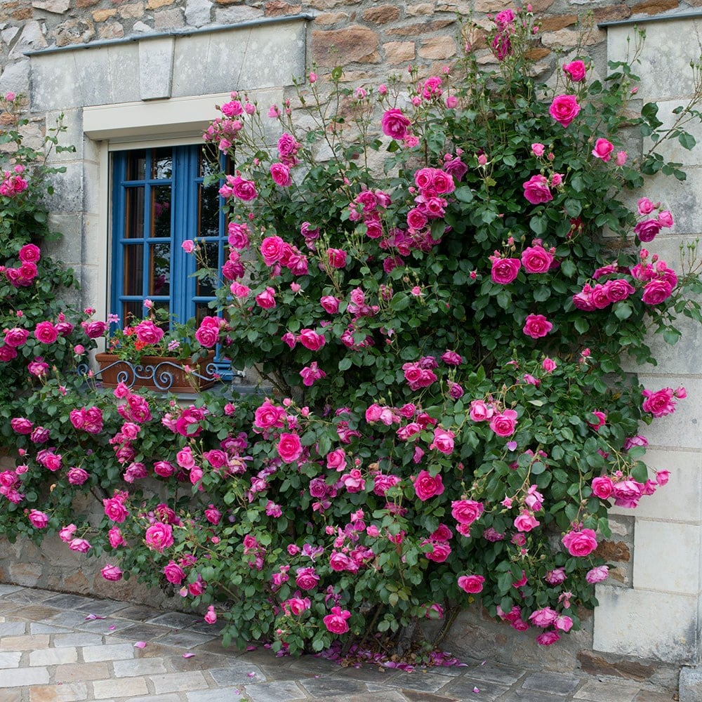 peach climbing rose