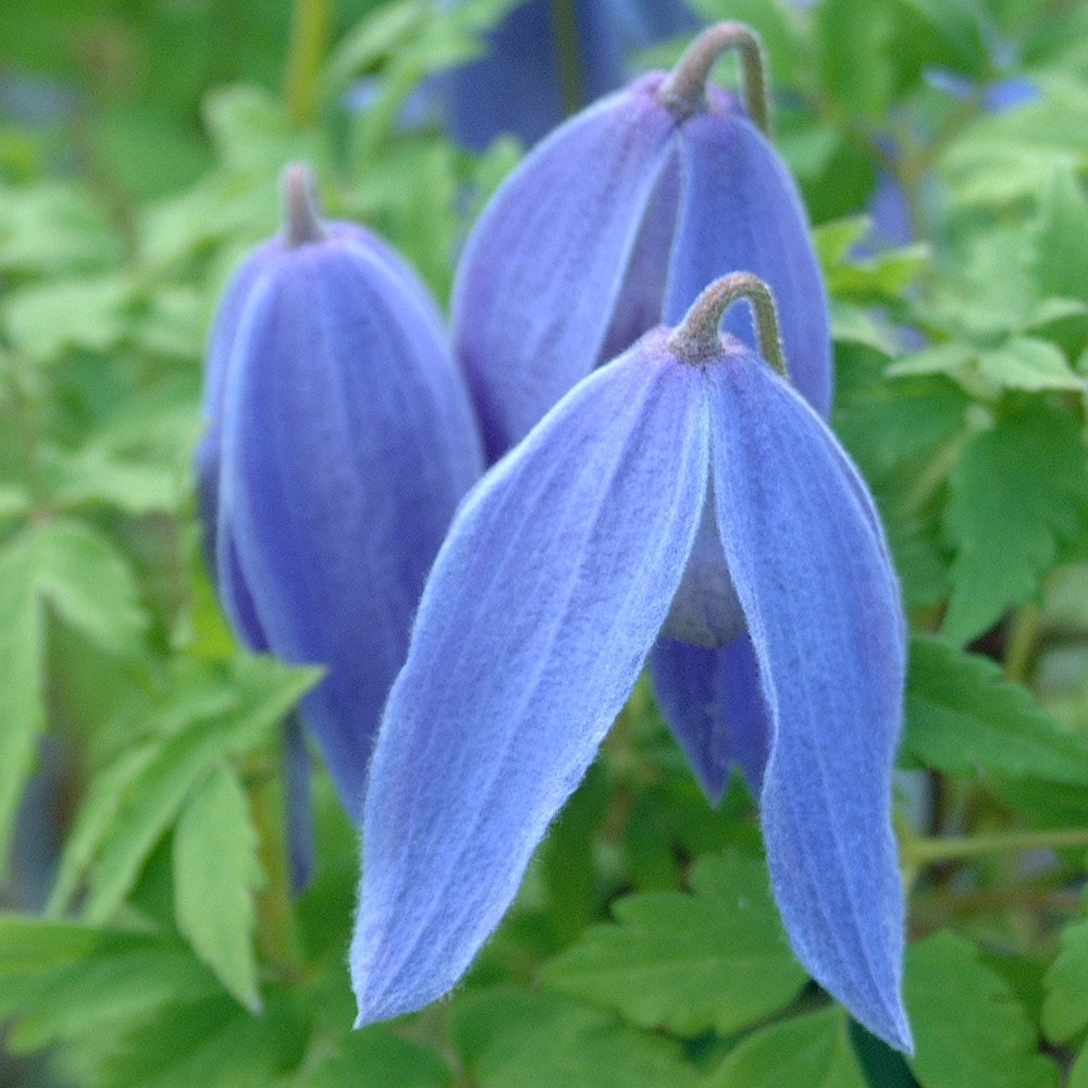 <i>Clematis</i> 'Bredon Blue'