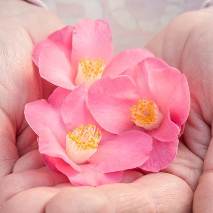 Camellia Winter Perfume Pink (PBR)