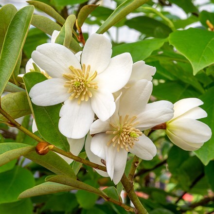 Magnolia Vanilla Pearls (PBR)