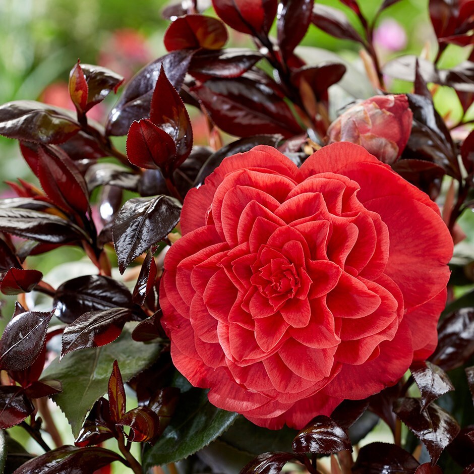 camellia