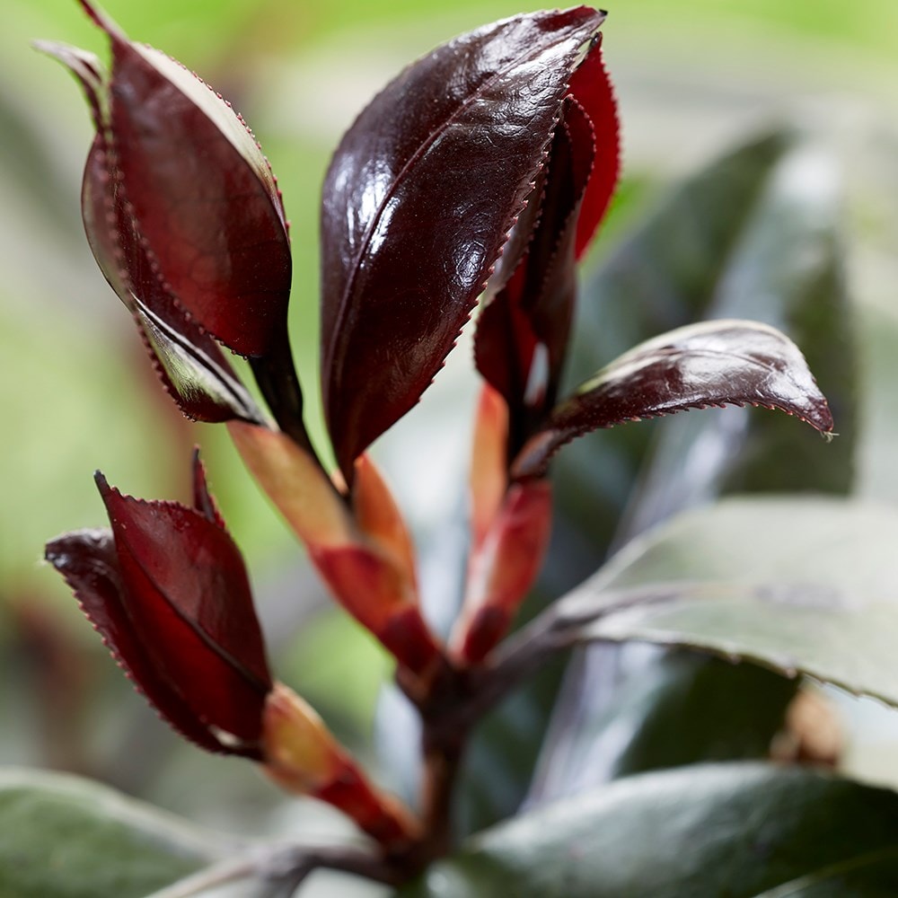 <i>Camellia japonica</i> 'Femme Fatale'®  (PBR)