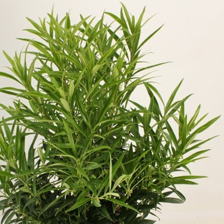 Sarcococca saligna