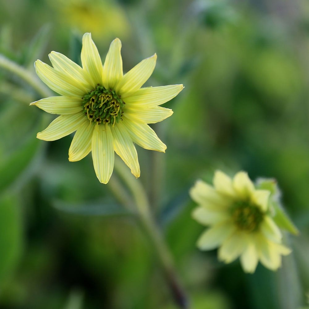 shaggy rosinweed