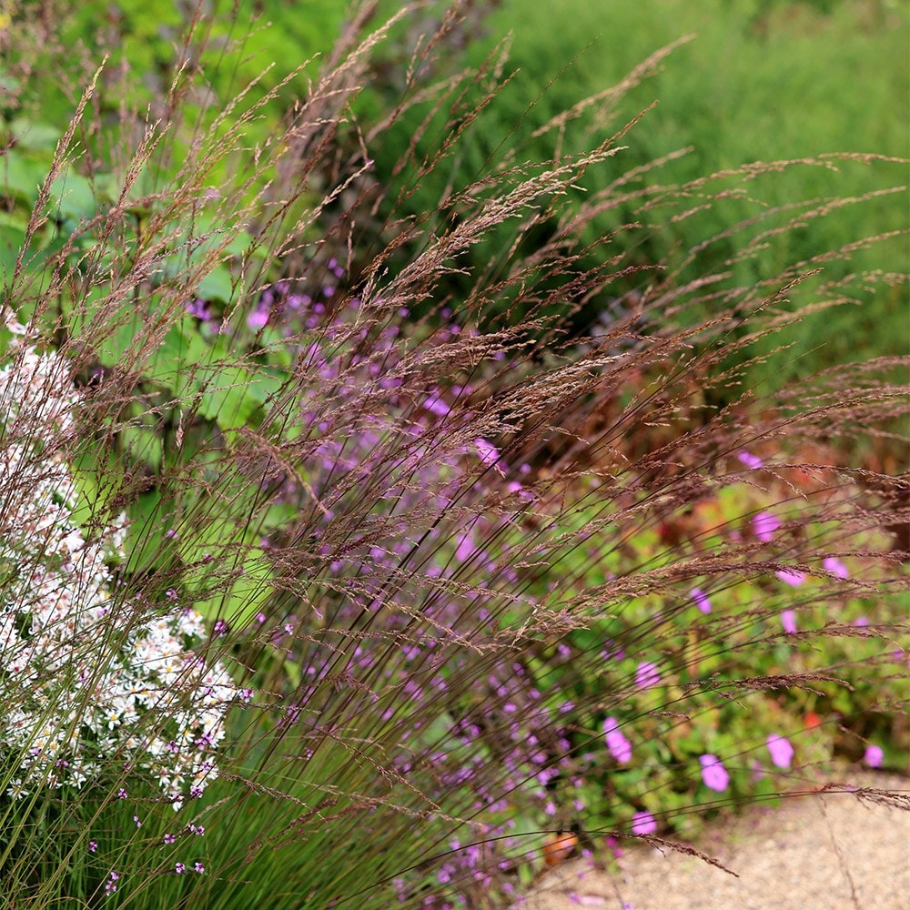 Product options image