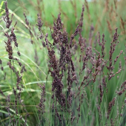 Molinia caerulea subsp. caerulea Edith Dudszus