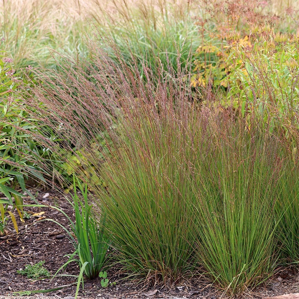 <i>Molinia caerulea</i> subsp. <i>caerulea</i> 'Edith Dudszus'