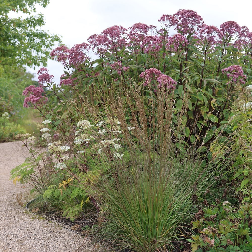 <i>Molinia caerulea</i> subsp. <i>caerulea</i> 'Edith Dudszus'