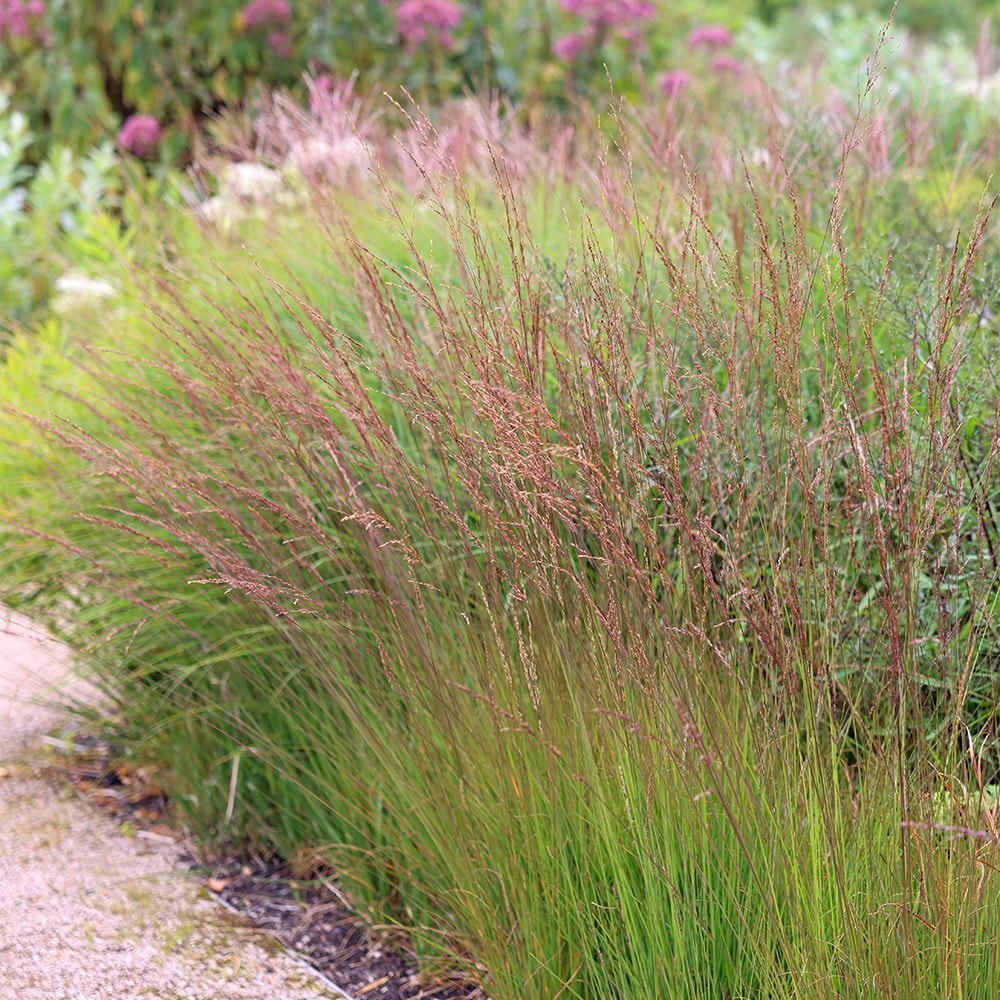 <i>Molinia caerulea</i> subsp. <i>caerulea</i> 'Edith Dudszus'