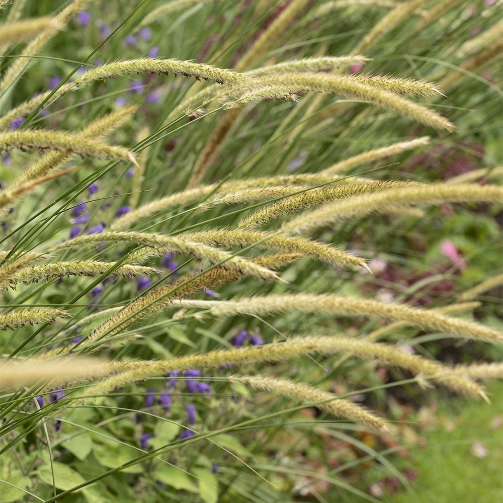 African feather grass