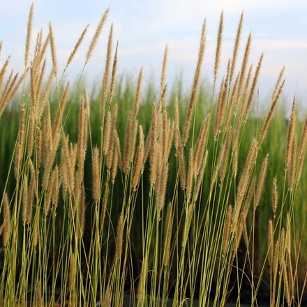 Pennisetum macrourum