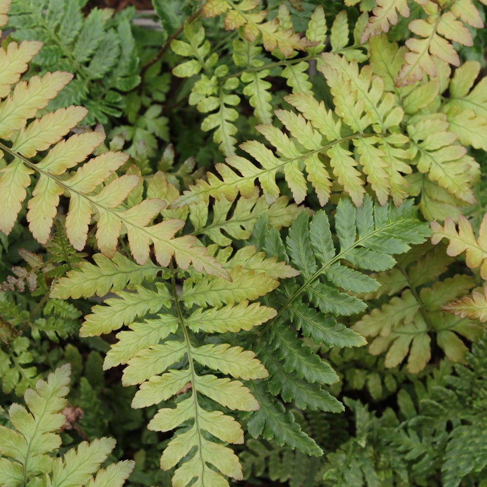 <i>Dryopteris erythrosora</i> var. <i>prolifica</i>