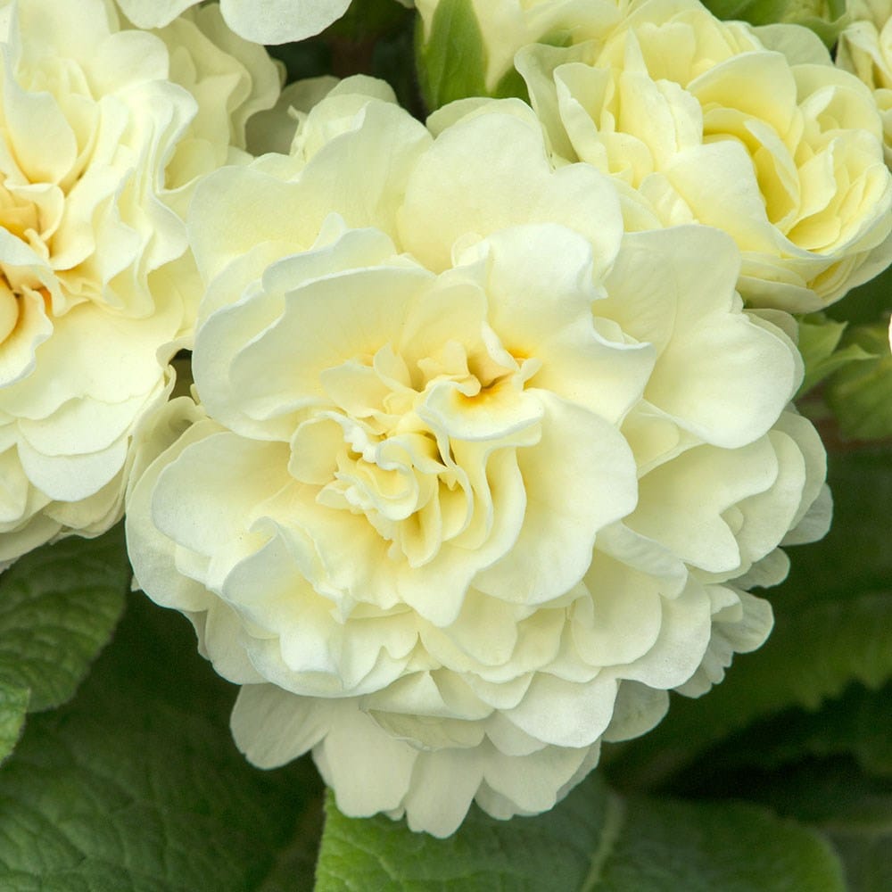 <i>Primula</i> <b class=small-caps>Belarina Cream</b> ('Kerbelcrem') (PBR) (Belarina Series)