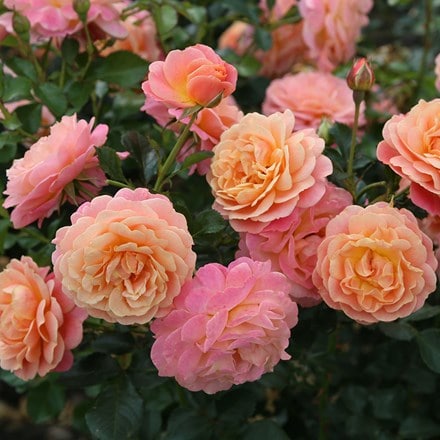 Rosa Peach Melba ('Kormelpea')