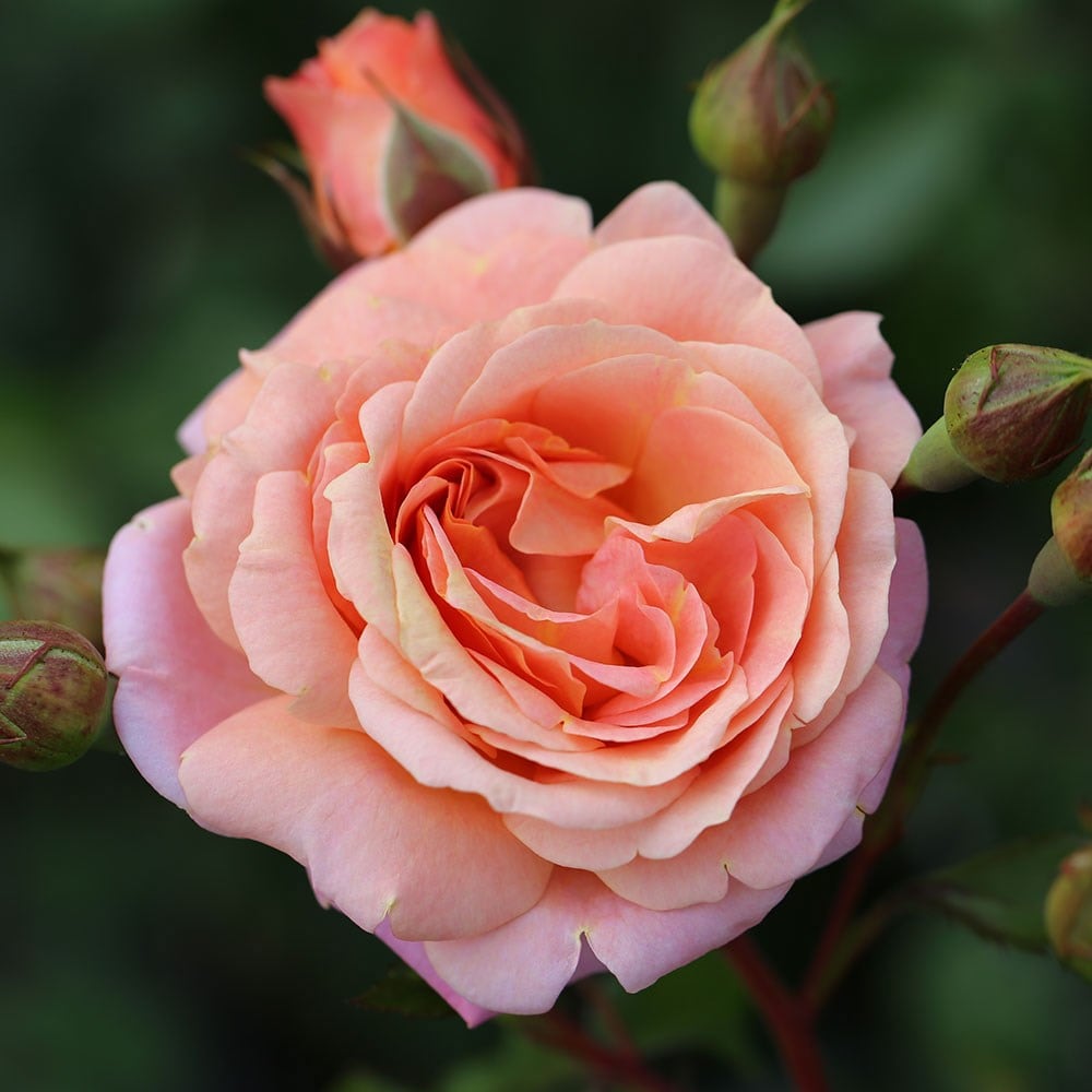 Rose of the year 2023<br><i>Rosa</i> <b class=small-caps>Peach Melba</b>
