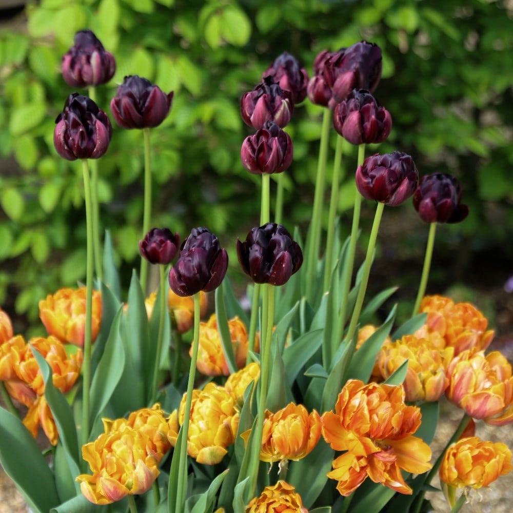 Product options image