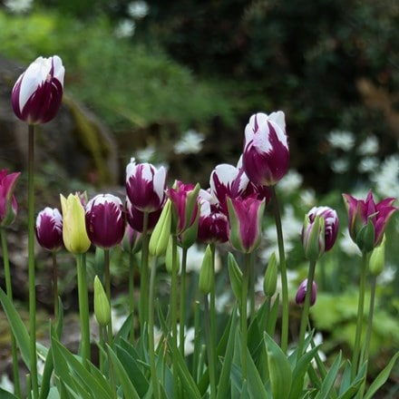 Rembrandt's muse tulip collection