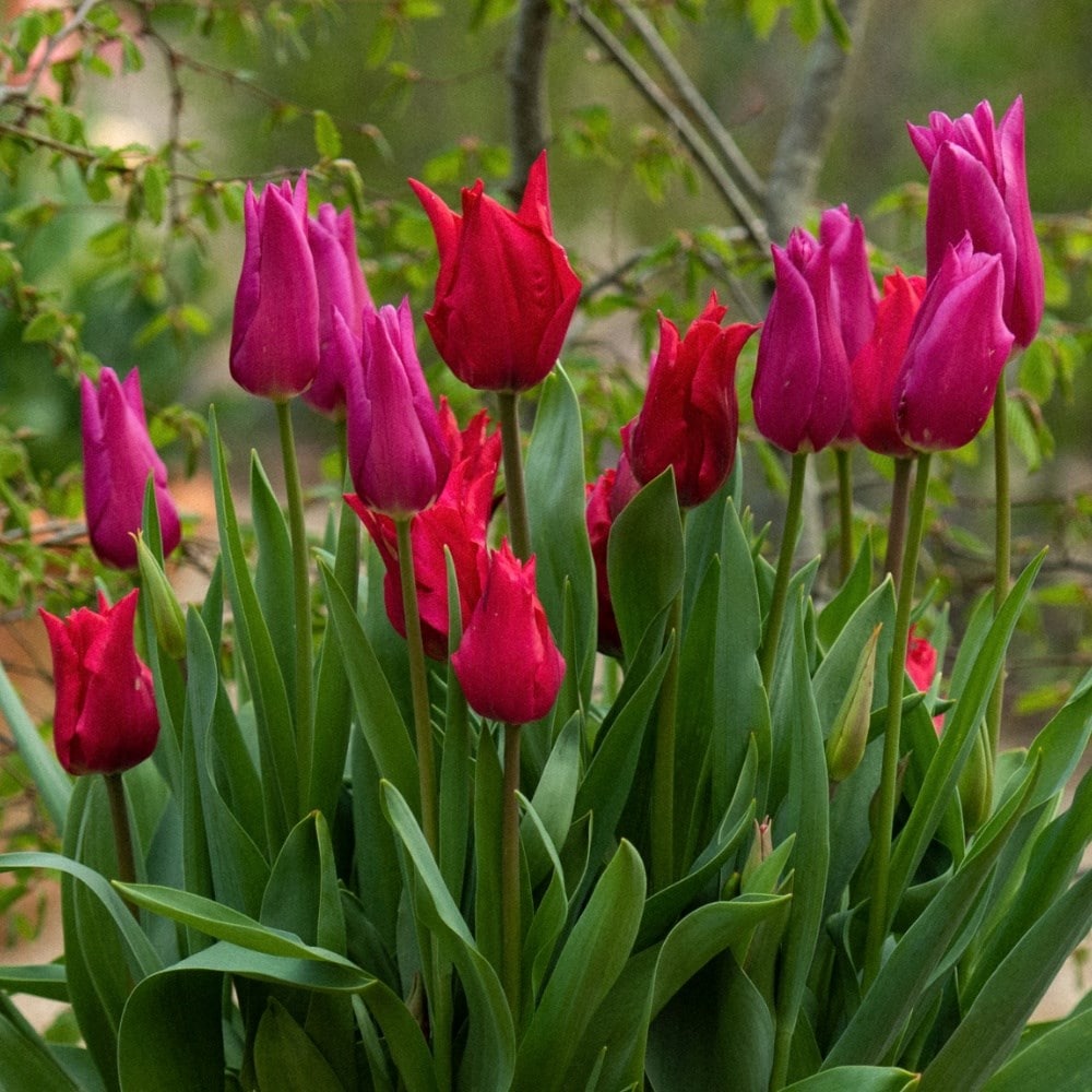 Product options image