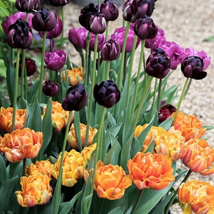 Copper & plum tulip collection
