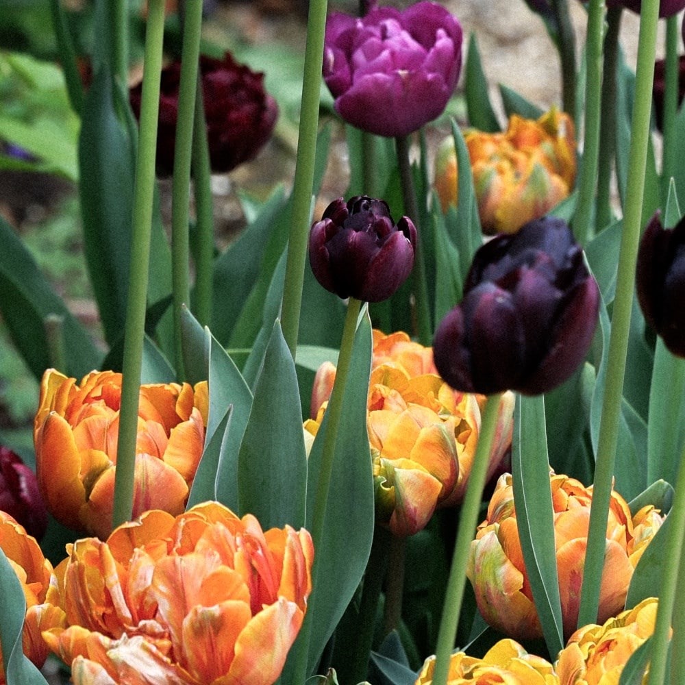 Copper & plum tulip collection
