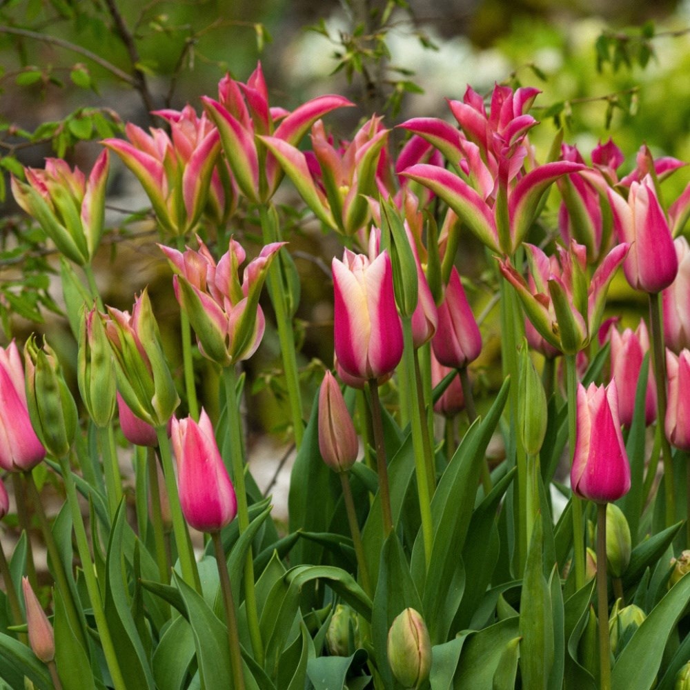 Product options image