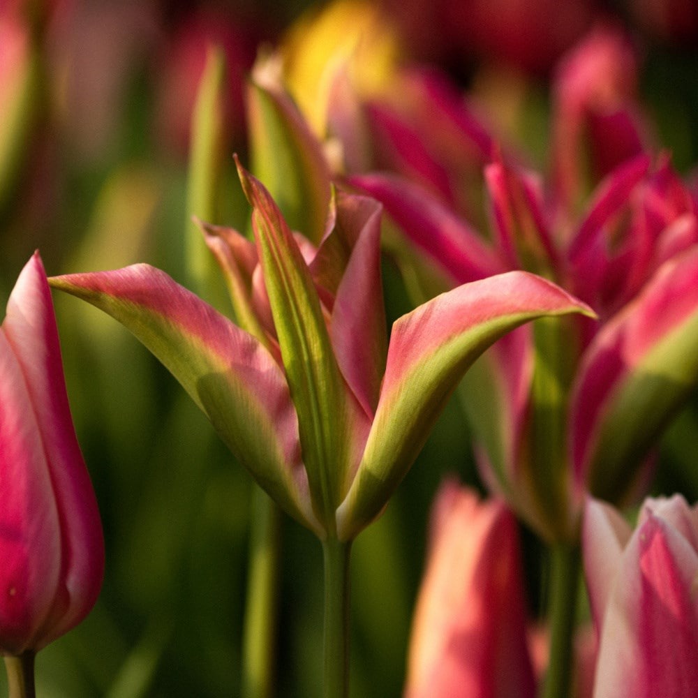 Felicity's nursery tulip collection