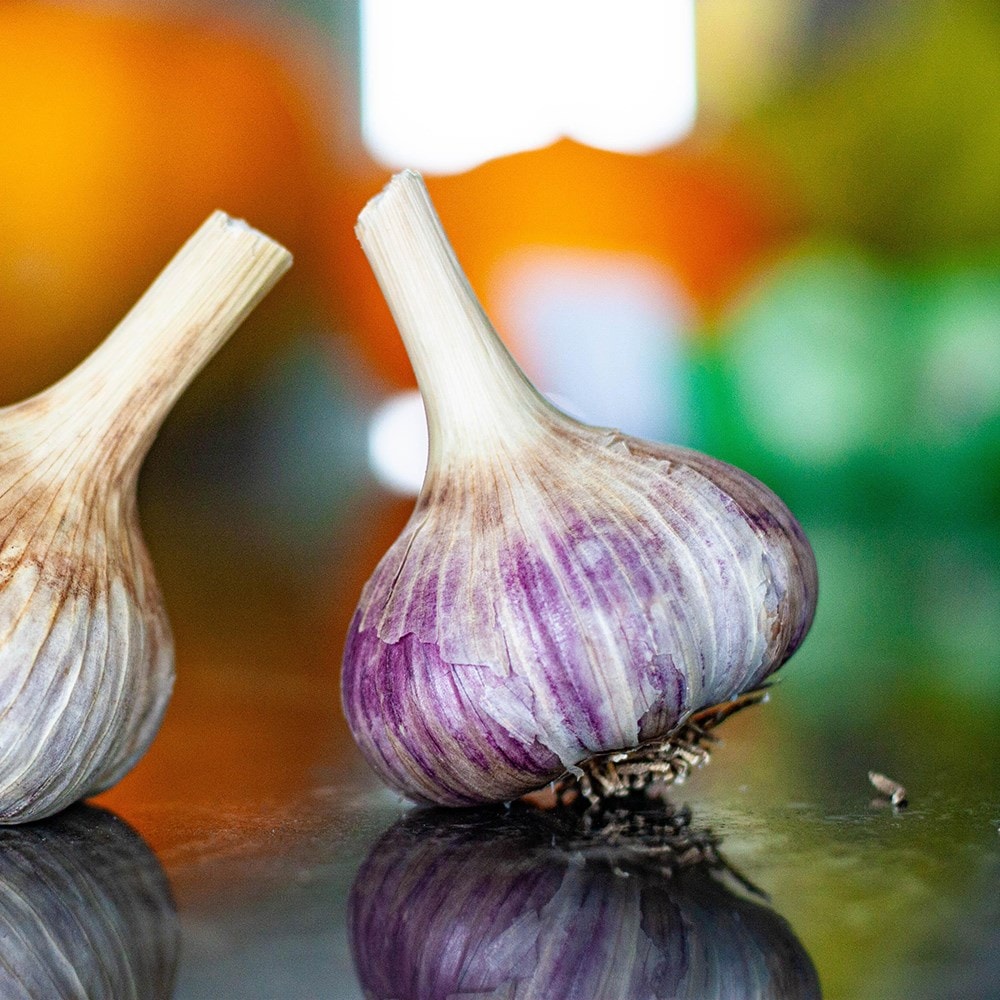 garlic 'Rhapsody Wight'