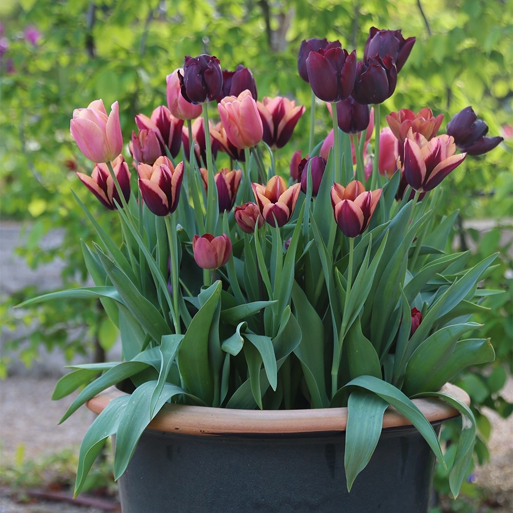 Product options image