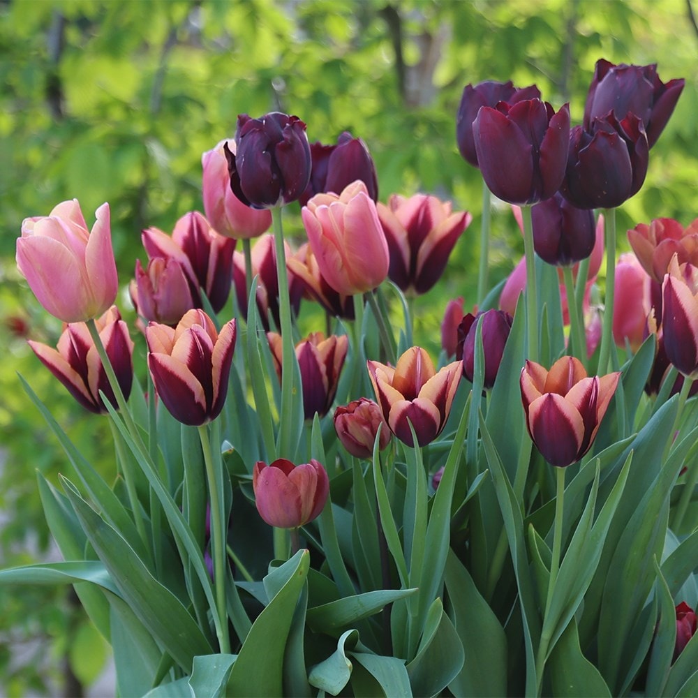 Venetian sky tulip collection