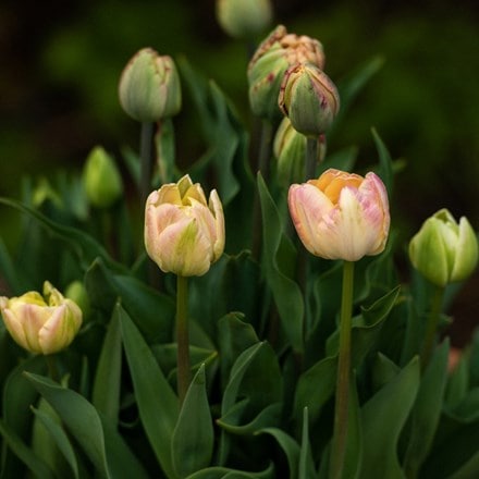 The double buds of spring tulip collection