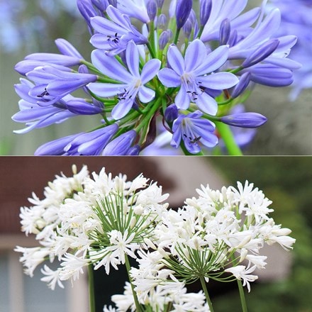 Agapanthus collection