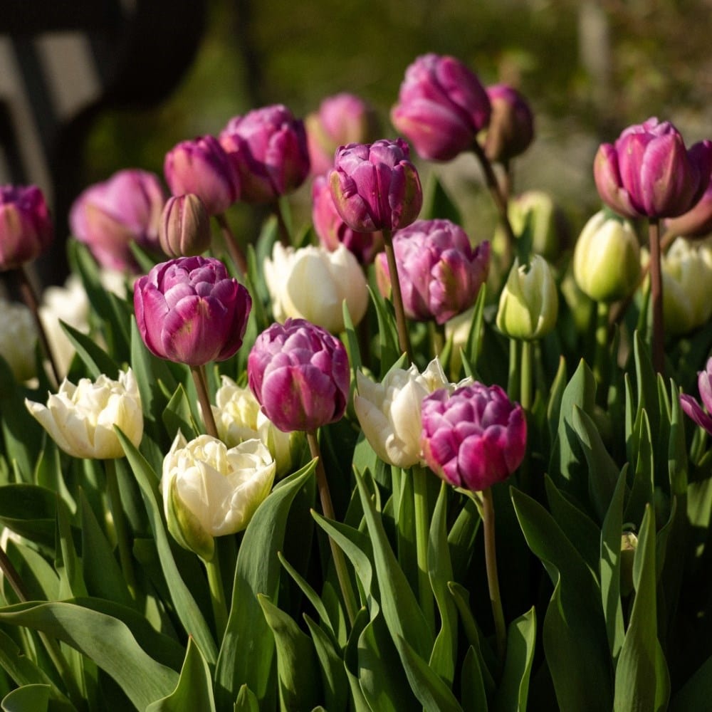 Product options image