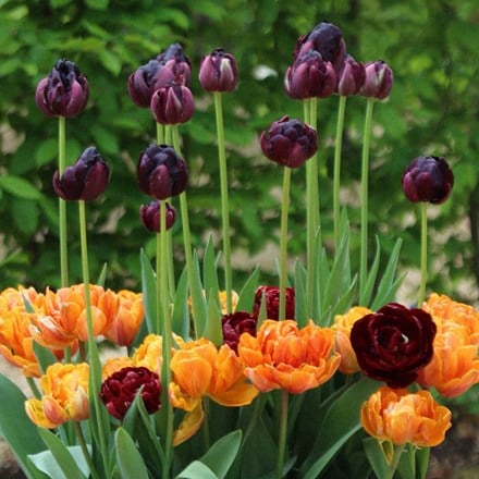 Spring sonata tulip collection