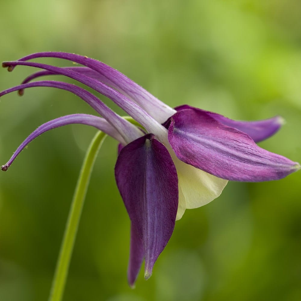Oriental columbine, granny's bonnet