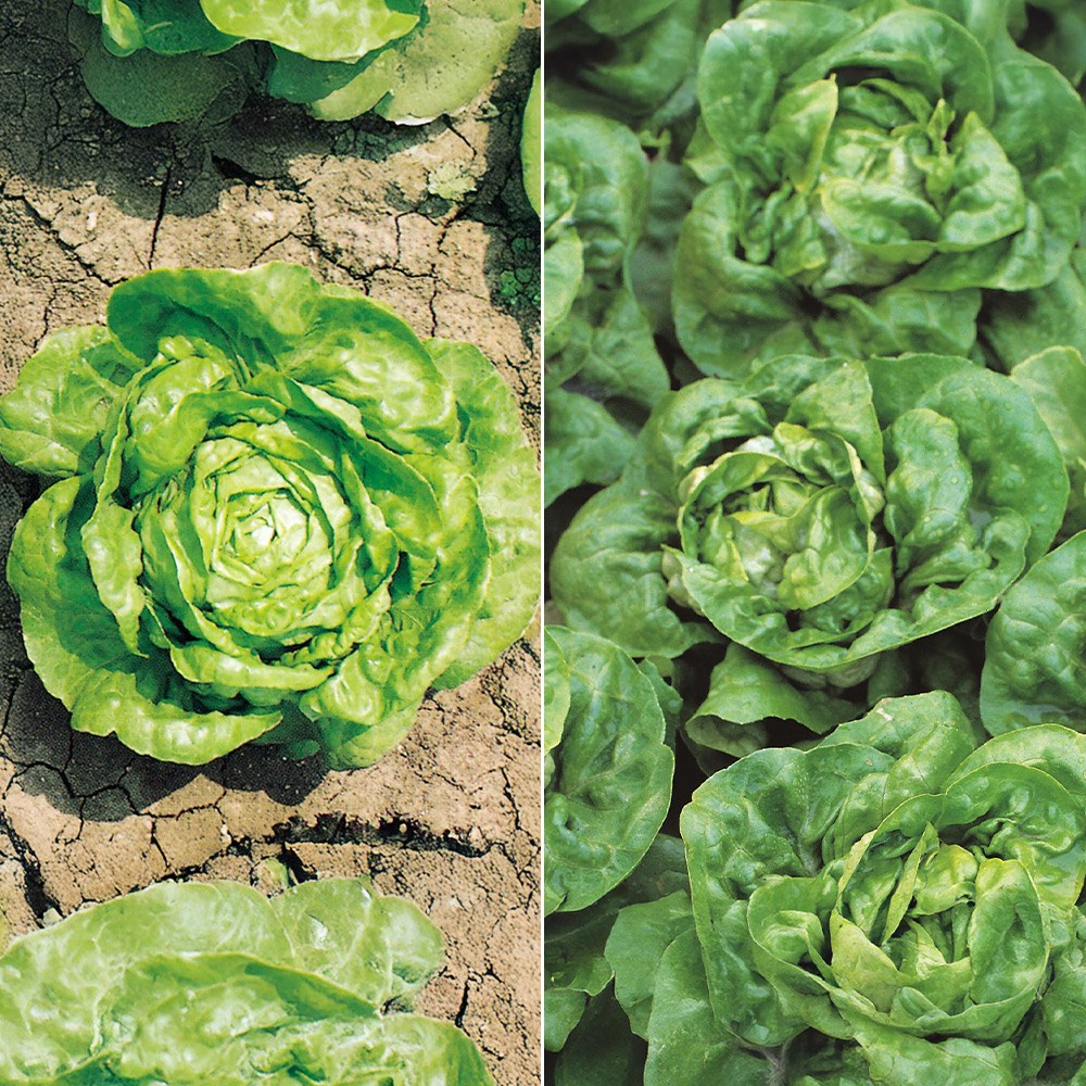 Lettuce winter mixed