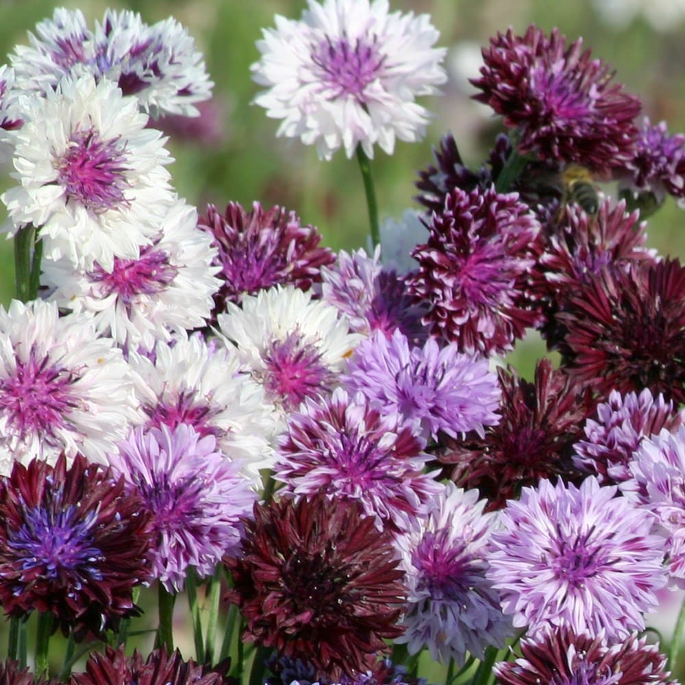 <i>Centaurea cyanus</i> 'Classic Magic'