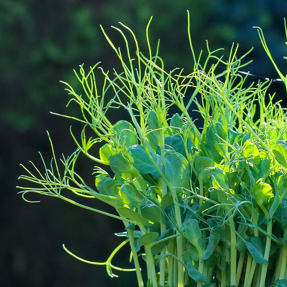 pea shoots