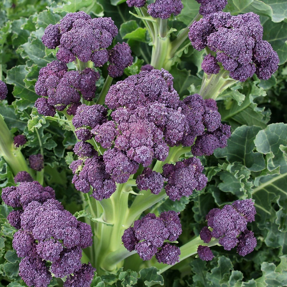 Buy Broccoli Purple Sprouting Brassica Oleracea (Italica Group) 'Claret ...