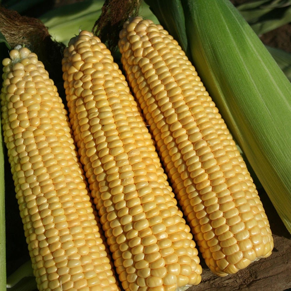 extra tender sweet corn or Zea mays 'Goldcrest'