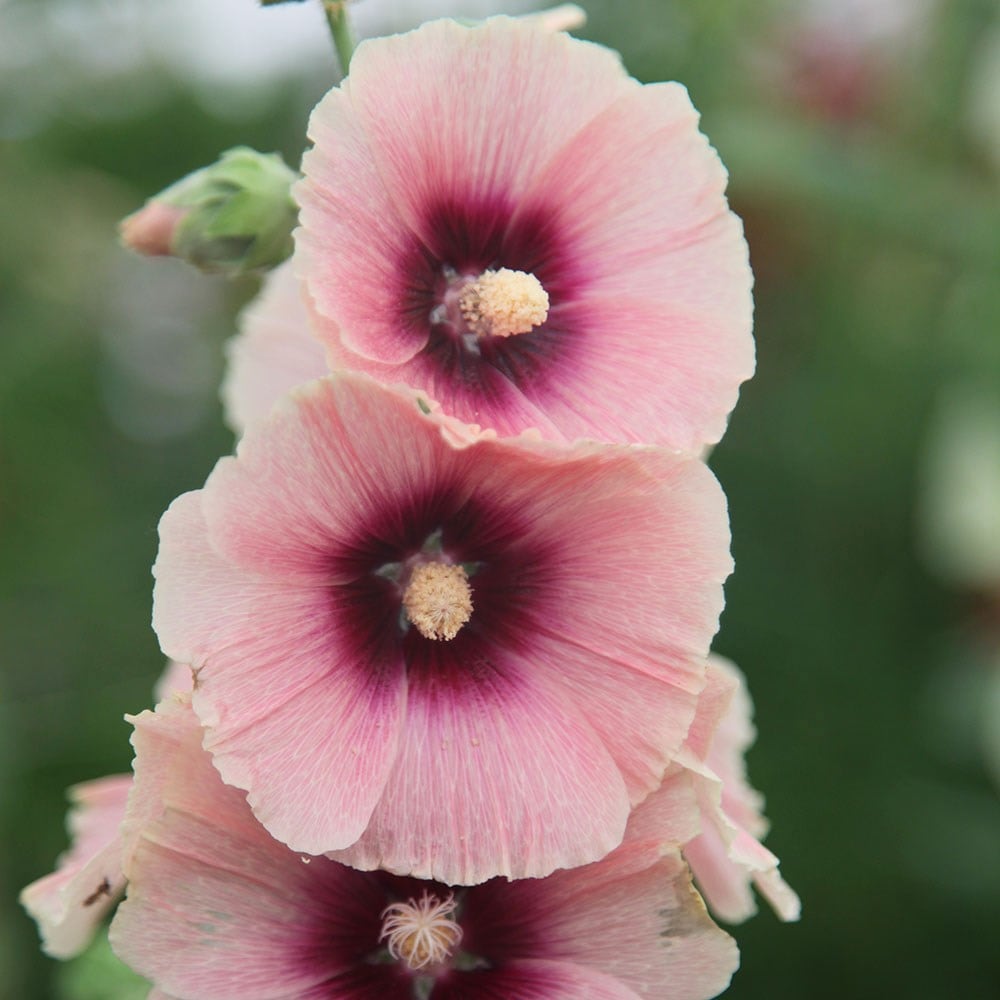 <i>Alcea rosea</i> 'Halo Apricot' (Halo Series)