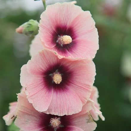 Alcea rosea Halo Apricot (Halo Series)