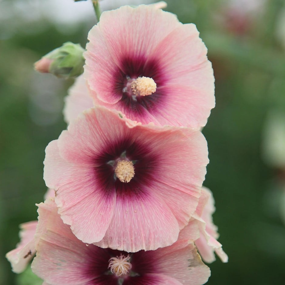 hollyhock