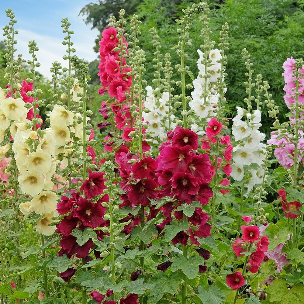 <i>Alcea rosea</i> 'Single mixture'