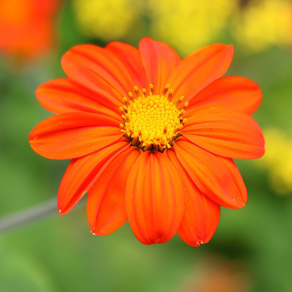 Buy Mexican sunflower Tithonia rotundifolia Torch: £1.89 Delivery by Crocus