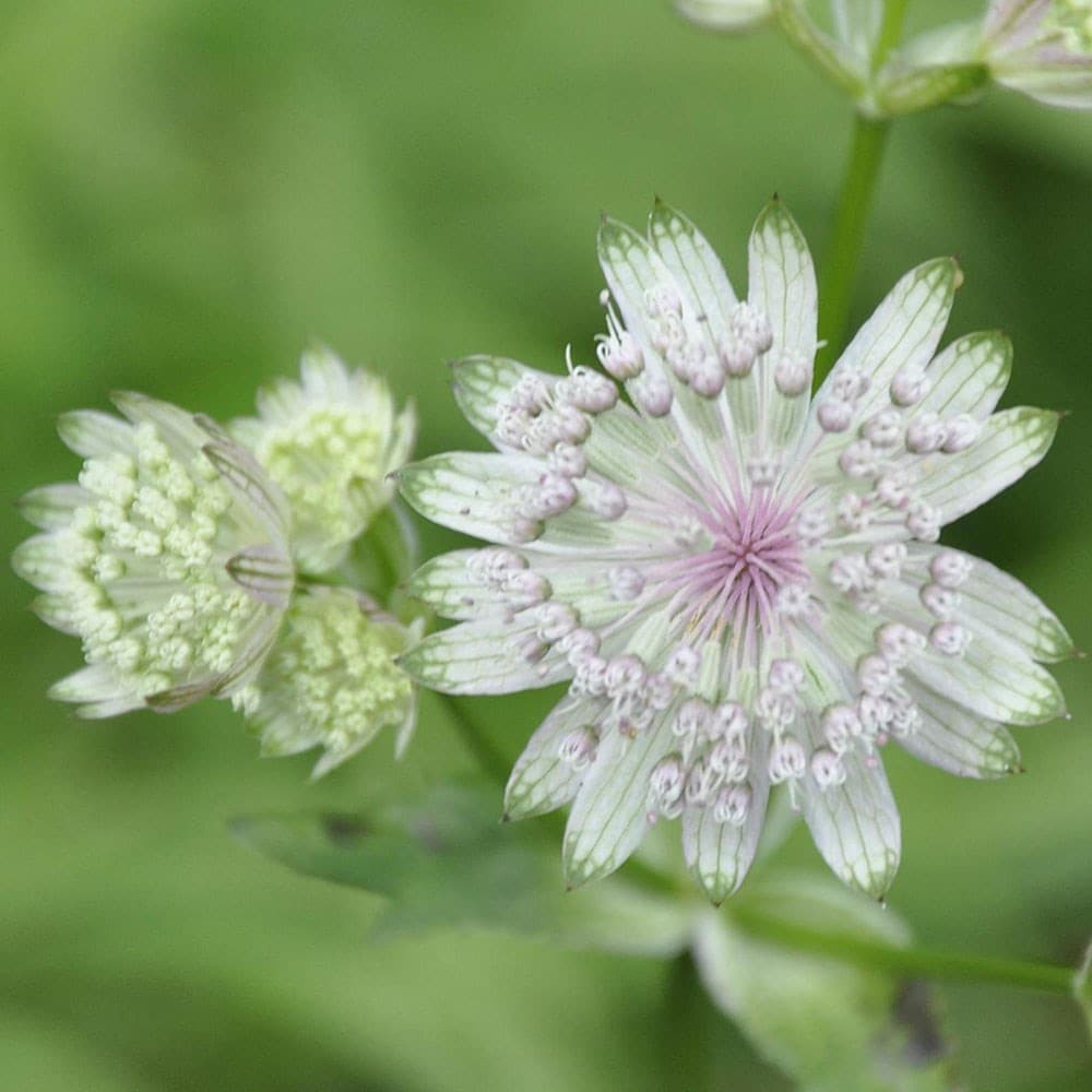 Buy Masterwort Astrantia Major 2 99 Delivery By Crocus   Pl2000046830 