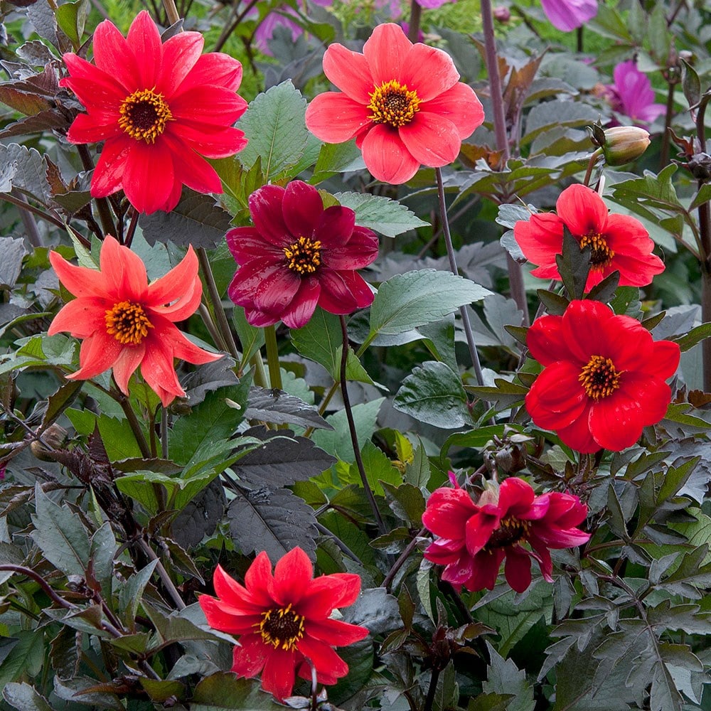 Product options image