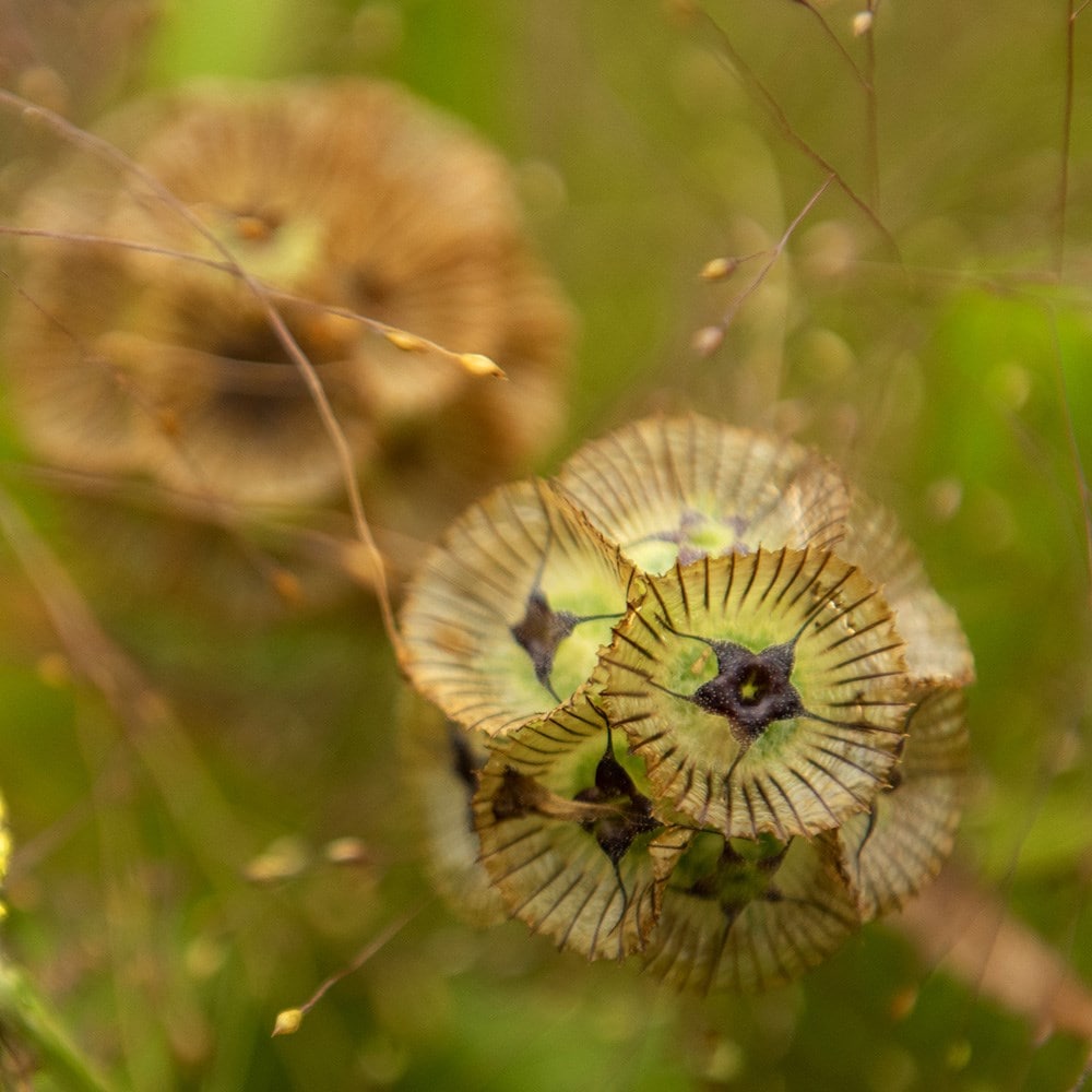 <i>Scabiosa stellata</i> 